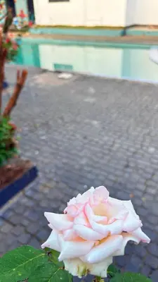 a pink rose sitting on top of a sidewalk at Grand Glorious Resort in Padinjarathara