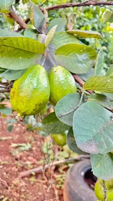 a bunch of green fruit hanging from a tree at NATUREs LAP FARM STAY Mysore in Mysore