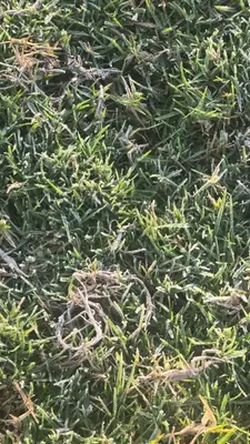 a pile of green grass with weeds in it at Silver lake nature escape in Ooty