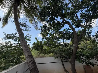 two palm trees in front of a wall at Didan Stays in Coimbatore