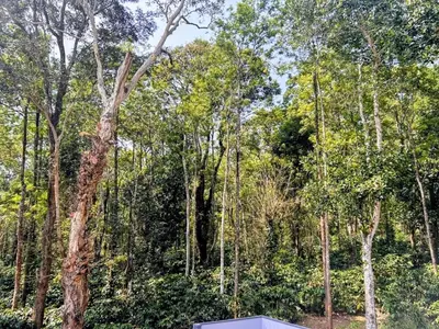 a house in the middle of a forest of trees at Aarvani Retreat Relax, Explore & Unwind in Coorg in Kushālnagar