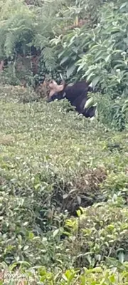 a bird standing in a field of plants at Bison valley in Ooty