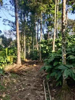 a dirt trail in a forest with trees at Golden Valley Abode in Siddapur