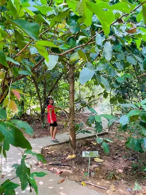 a young child standing next to a tree at Moksha Farm Stay in Edappāl