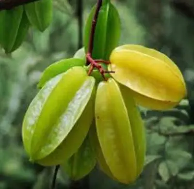 a bunch of green bananas hanging from a tree at Moksha Farm Stay in Edappāl