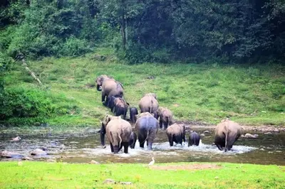 a herd of elephants walking through a river at Riverside Homestay Mankulam in Viripara
