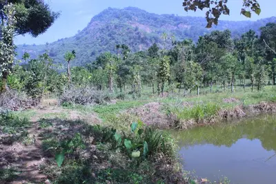 a river in a field with a mountain in the background at Orchid Homestay in Viripara