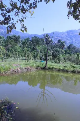 a reflection of a tree in a body of water at Orchid Homestay in Viripara