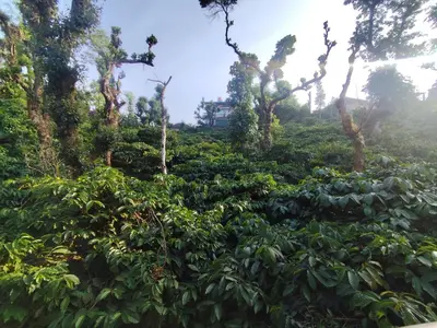 a field of tea plantations with trees in the background at RajPari Stay in Madikeri