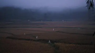 a field with white birds standing in the grass at Uravu by LAKOTA in Chekadi