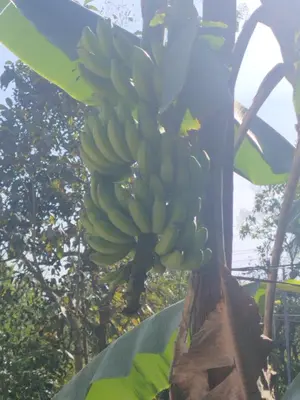 a bunch of bananas hanging from a banana tree at AANMEEZ Homestay in Kuthuparamba