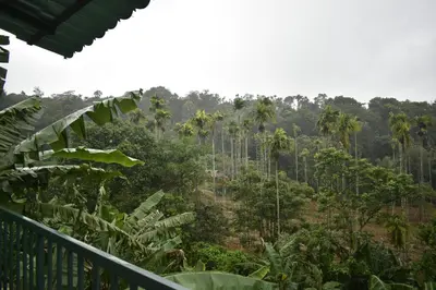 a view of a forest of palm trees from a balcony at Rays Of Bliss Boutique Resort in Mananthavady