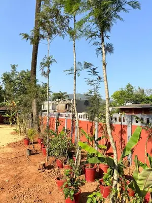 a row of palm trees inront of a fence at VIVIPRA Habitat, Coorg in Madikeri