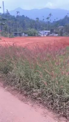 a field of grass next to a dirt road at VY3 Homes in Vythiri