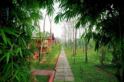 a path in the middle of a field with trees at Bali bamboo in Padinjarathara