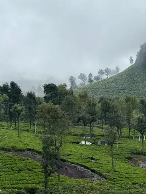 a green field with trees and a hill in the background at Sunflower Villa Cottage Coonoor in Coonoor