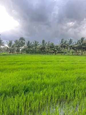 a field of green grass with palm trees in the background at Essaar Punnot Farmstay Resort in Kollengode
