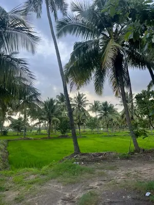 a group of palm trees in a green field at Essaar Punnot Farmstay Resort in Kollengode