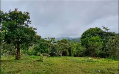 a green field with a tree in the distance at Shade trees in Padinjarathara