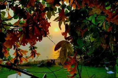a view of the sunset through the leaves of a tree at Razena Beach in Green Island