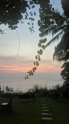 a tree with a bunch of fruit hanging from it at Razena Beach in Green Island