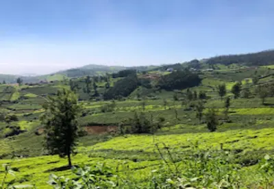 a green field with trees on a hill at Palazzo Villa in Ooty