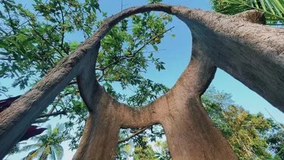 a view of the branches of a tree at Pepper Valley Resort in Kalpetta