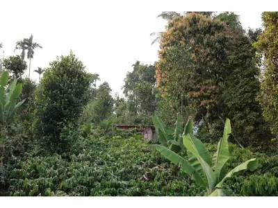 a forest filled with lots of plants and trees at Angels Nest 3BR FF near Karlad Lake by Homeyhuts in Padinjarathara