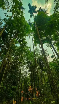 a group of tall palm trees in a forest at Mamoksha Riverdale in Padinjarathara