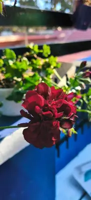 a red flower in front of a blue plant at White House Cottage in Ooty