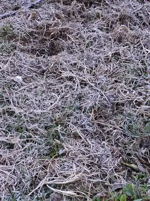 a pile of dead grass on the ground at Kalpanahomestay in Vattavada