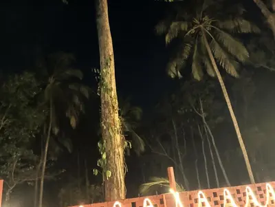 a group of palm trees at night at The Cool Ranch at gaya3farms in Parli