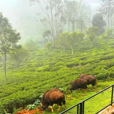 a group of cows grazing in a field at Prysm Homestay - Kotagiri in Kotagiri