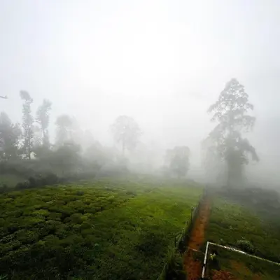 a foggy field with trees in the middle at Prysm Homestay - Kotagiri in Kotagiri