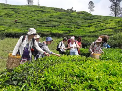 a group of people walking through a tea plantation at Oak and Sky Adventures, Kanthalloor in Kanthalloor