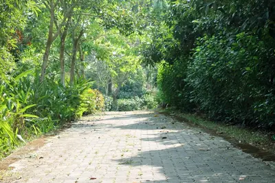 a brick road in the middle of a forest at Heritage Home Near Cochin Airport in 5-Acre Farm in Angamali