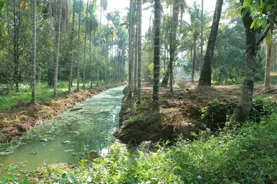 a river in the middle of a forest at Heritage Home Near Cochin Airport in 5-Acre Farm in Angamali