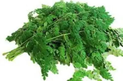 a bunch of green parsley on a white background at Paarpidam in Tānūr