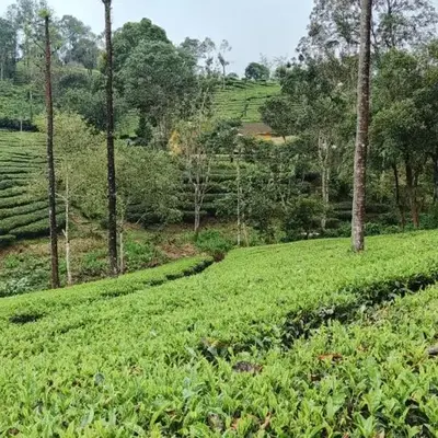 Valparai home villas