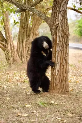 a black bear cub standing on its back against a tree at The Misty Woods in Kotagiri