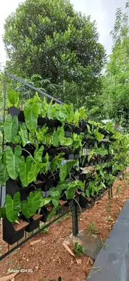 a row of green plants in a garden at Bougainvilla Luxury Individual Villa Kozhikode in Kunnamangalam