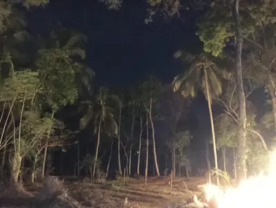 a group of palm trees in a forest at night at The Multi Gen Retreat at gaya3farms in Parli