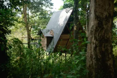 a tree house in the middle of the forest at Wildvibes India in Meppādi