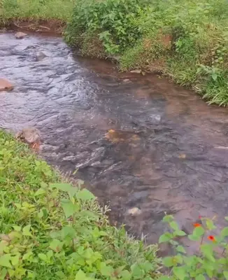a stream in the middle of a field at Mathew's Haven, Wayanad - By Arattukulam Hospitality in Thirunelli