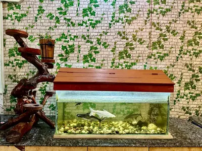 a fish tank with a wooden table on top of it at Mysore City Center Rooms by A1k in Mysore