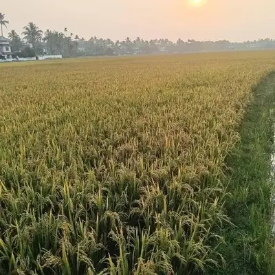 Property near cochin international airport