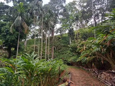 a dirt road through a forest with palm trees at Apple Valley in Munnar