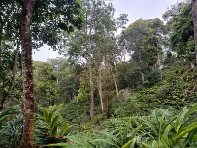 a forested hillside with trees and plants at Apple Valley in Munnar
