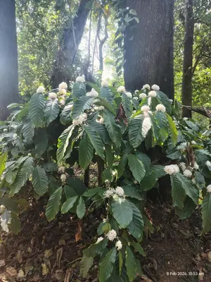 a large plant with green leaves and white flowers at Sun Side Cottages in Madikeri