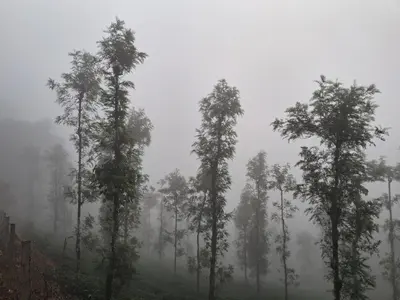 a group of trees on a hill in the fog at Vidman Homey Huts in Tindummal